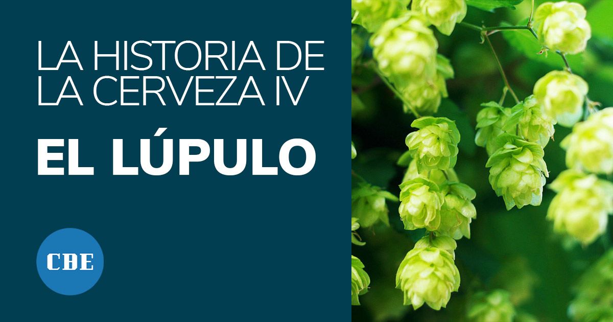 Corona Ð Espuma | Blog - La Historia de la cerveza IV- El lúpulo