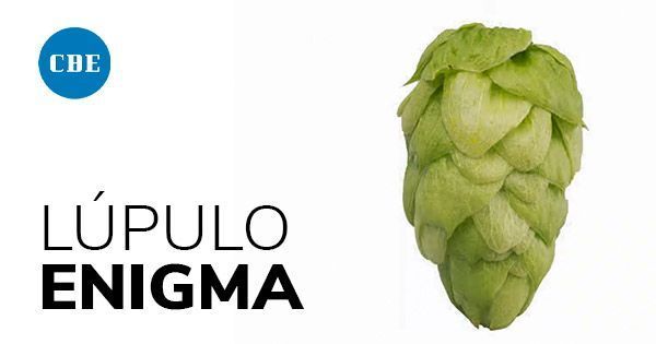 Lúpulo australiano Enigma